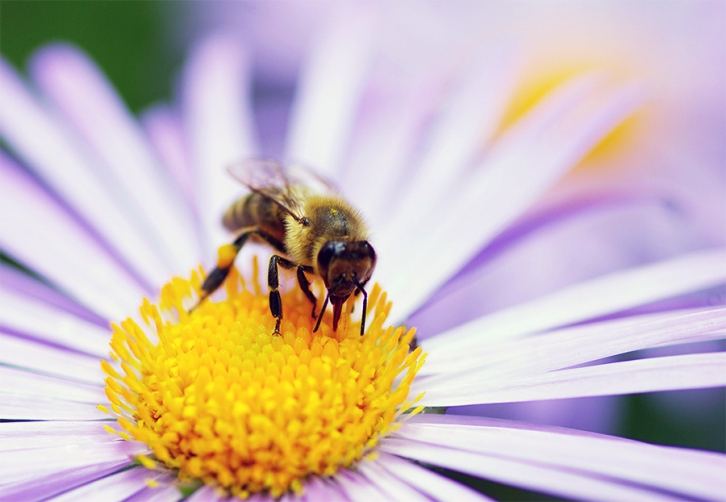 Βασιλικός Πολτός