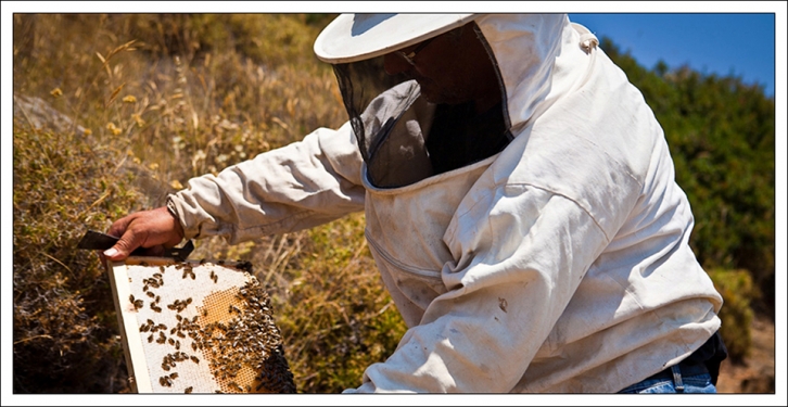 Θυμαρίσιο Μέλι